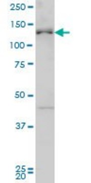 ANTI-ABL2 antibody produced in mouse