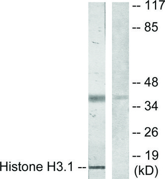Anti-Histone H3.1 antibody produced in