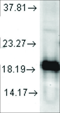 Anti-SOD1 antibody produced in rabbit