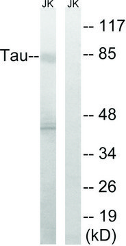 Anti-TAU antibody produced in rabbit