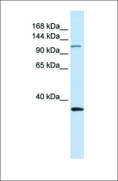 Anti-MCM2 antibody produced in rabbit
