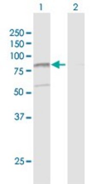 Anti-RPAP3 antibody produced in rabbit