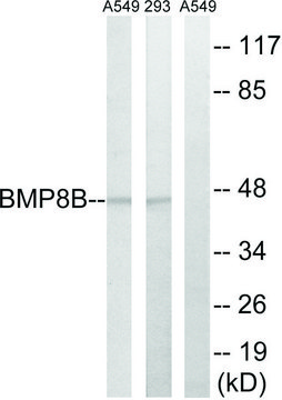 Anti-BMP8B antibody produced in rabbit