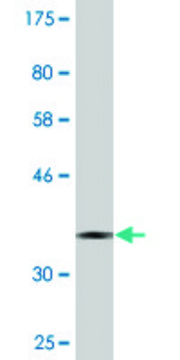 Monoclonal Anti-CNOT8 antibody produced in