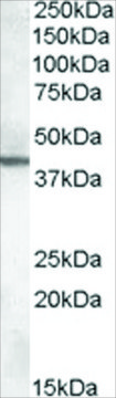 Anti-ABHD12 antibody produced in goat