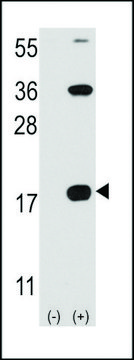 ANTI-CD3Z(C-TERMINAL) antibody produced in rabbit