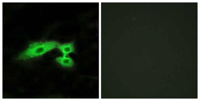 Anti-MAS1L antibody produced in rabbit