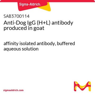 Anti-Dog IgG (H+L) antibody produced