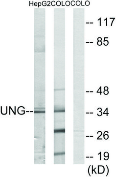 Anti-UNG antibody produced in rabbit