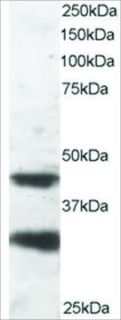 Anti-LIS1/PAFAH1B1 antibody produced in goat