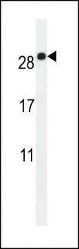 ANTI-EMP2(C-TERMINAL) antibody produced in rabbit