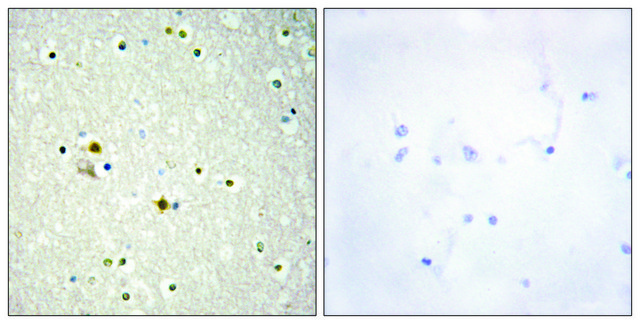 Anti-DNL1 antibody produced in rabbit