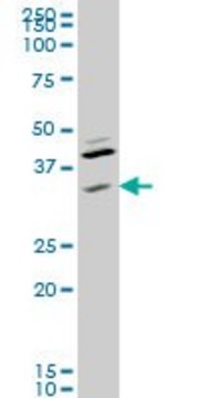 Monoclonal Anti-RNF41 antibody produced in