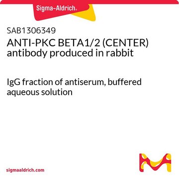 ANTI-PKC BETA1/2 (CENTER) antibody produced