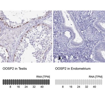 Anti-OOSP2 antibody produced in rabbit