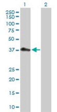 Anti-PDCD2L antibody produced in rabbit