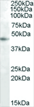 Anti-RASSF6 antibody produced in goat