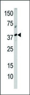 Anti-NMD3 (C-term) antibody produced in