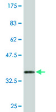 Monoclonal Anti-KCNMB3 antibody produced in