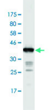 Monoclonal Anti-IL31RA antibody produced in