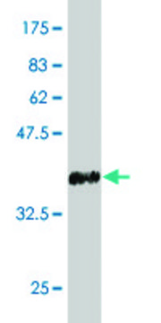 ANTI-LHX1 antibody produced in mouse