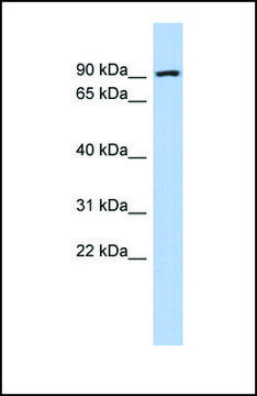 Anti-ALDH18A1, (N-terminal) antibody produced in