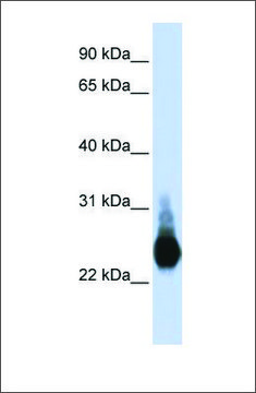 Anti-CLDN5 antibody produced in rabbit
