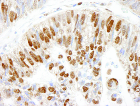 Rabbit anti-MCM3 Antibody, Affinity Purified