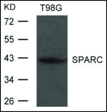 Anti-SPARC antibody produced in rabbit
