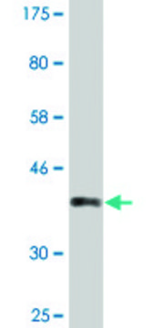 Monoclonal Anti-PCSK2 antibody produced in