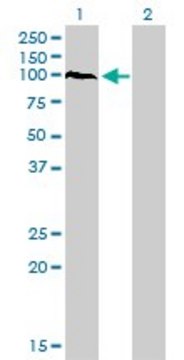 Monoclonal Anti-PCDHAC2 antibody produced in