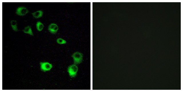 Anti-VN1R4 antibody produced in rabbit