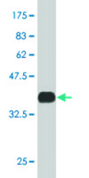 ANTI-MEF2A antibody produced in mouse