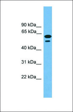 Anti-C19ORF45 antibody produced in rabbit