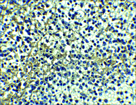 Anti-DR4 antibody produced in rabbit