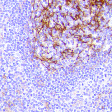 Anti-CD14 antibody, Rabbit monoclonal
