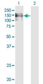 Monoclonal Anti-PECAM1, (C-terminal) antibody produced