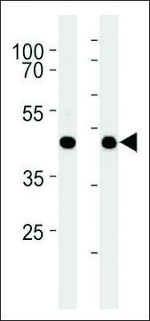 ANTI-MOUSE GPR68 (CENTER) antibody produced