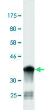 Monoclonal Anti-NEDD1, (C-terminal) antibody produced