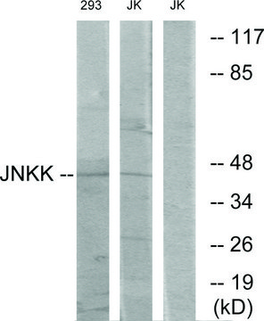 Anti-JNKK, C-Terminal antibody produced in