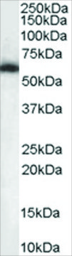 Anti-NONO/P54NRB antibody produced in goat