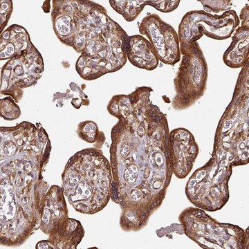 Anti-RAB5A antibody produced in rabbit