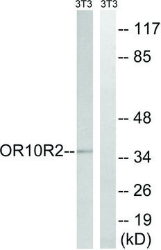 Anti-MAGEA5 antibody produced in rabbit