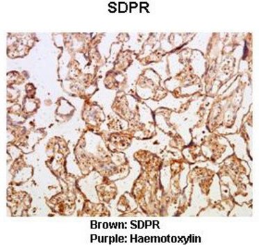 Anti-SDPR antibody produced in rabbit