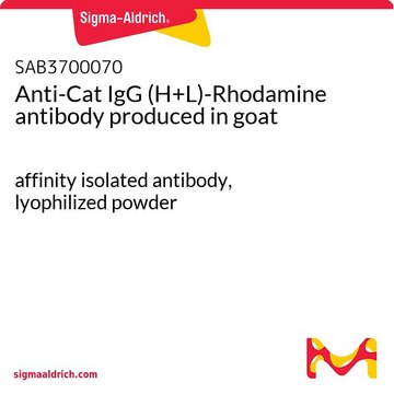 Anti-Cat IgG (H+L)-Rhodamine antibody produced