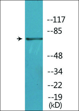 Anti-phospho-BTK (pTyr??¹) antibody produced in