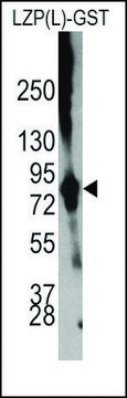 Anti-OIT3(L) antibody produced in rabbit