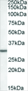 Anti-DPM1 (AB2) antibody produced in