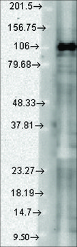 Monoclonal Anti-DLG3 antibody produced in