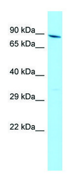 Anti-YTHDC1 (N-terminal) antibody produced in